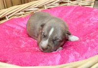 AKC Nana Red female Husky with Blue Eyes, a female Siberian Husky for sale in Evans, WA – 5 of 8