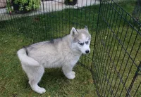 AKC Lenja Grey Blue Eyes Girl, a female Siberian Husky for sale in Evans, WA – Photo 8 of 10