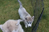 AKC Lenja Grey Blue Eyes Girl, a female Siberian Husky for sale in Evans, WA – Photo 5 of 10
