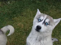 AKC Lenja Grey Blue Eyes Girl, a female Siberian Husky for sale in Evans, WA – Photo 2 of 10