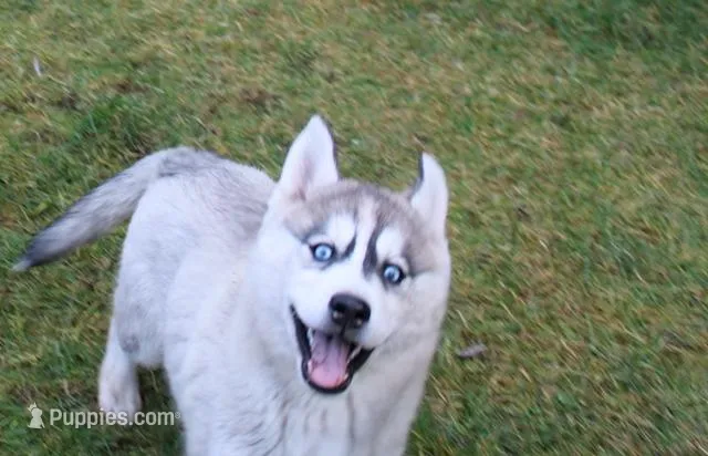 AKC Lenja Grey Blue Eyes Girl, a female Siberian Husky for sale in Evans, WA – Photo 1 of 10