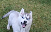 AKC Lenja Grey Blue Eyes Girl, a female Siberian Husky for sale in Evans, WA – Photo 1 of 10