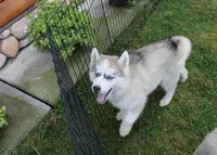 AKC Lenja Grey Blue Eyes Girl, a female Siberian Husky for sale in Evans, WA – Photo 3 of 10