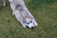 AKC Lenja Grey Blue Eyes Girl, a female Siberian Husky for sale in Evans, WA – Photo 4 of 10