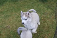 AKC Lenja Grey Blue Eyes Girl, a female Siberian Husky for sale in Evans, WA – Photo 6 of 10