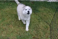 AKC Lenja Grey Blue Eyes Girl, a female Siberian Husky for sale in Evans, WA – Photo 7 of 10