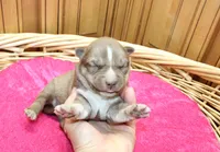 AKC Nana Red female Husky with Blue Eyes, a female Siberian Husky for sale in Evans, WA – 2 of 8
