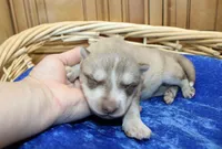 AKC Nill Red and White with Blue Eyes Male, a male Siberian Husky for sale in Evans, WA – 7 of 8