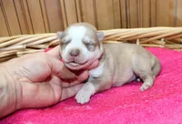 AKC Nelya Red and White with Blue Eyes Female, a female Siberian Husky for sale in Evans, WA – 6 of 7