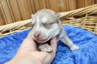 AKC Nill Red and White with Blue Eyes Male, a male Siberian Husky for sale in Evans, WA – 4 of 8