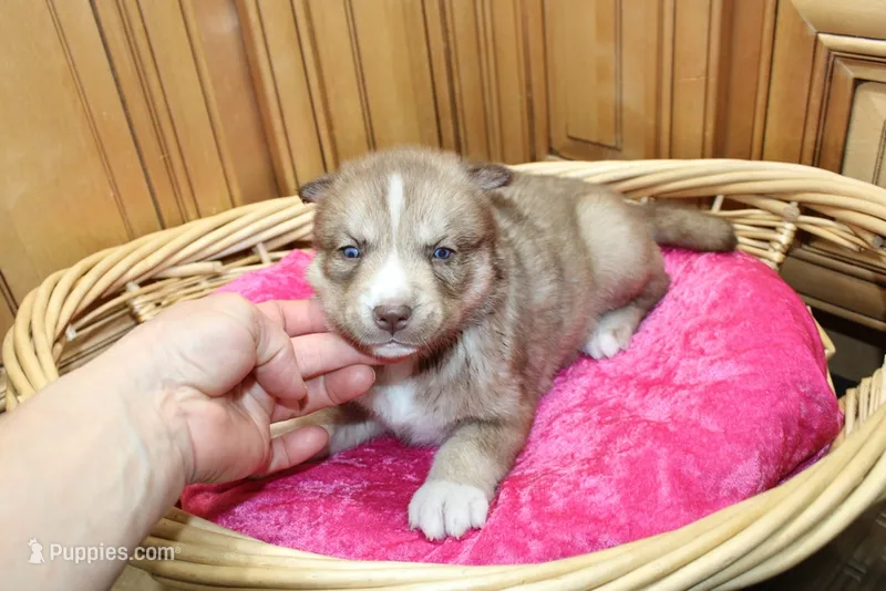 AKC Nana Red female Husky with Blue Eyes – Siberian Husky puppy for sale in Evans, WA