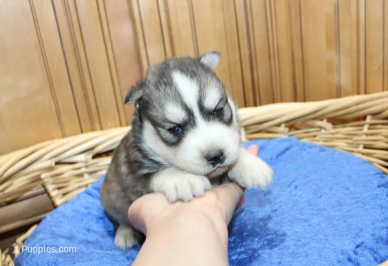 AKC Alik Grey Husky with Blue Eyes – Siberian Husky puppy for sale in Evans, WA