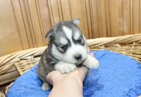 AKC Alik Grey Husky with Blue Eyes, a male Siberian Husky for sale in Evans, WA – 1 of 6