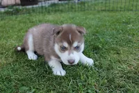 AKC Azur Red Blue Eyes Boy, a male Siberian Husky for sale in Evans, WA – Photo 5 of 10