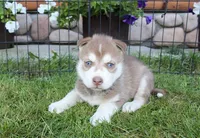 AKC Azur Red Blue Eyes Boy, a male Siberian Husky for sale in Evans, WA – Photo 6 of 10
