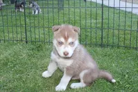 AKC Azur Red Blue Eyes Boy, a male Siberian Husky for sale in Evans, WA – Photo 7 of 10