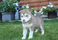 AKC Azur Red Blue Eyes Boy, a male Siberian Husky for sale in Evans, WA – Photo 8 of 10