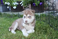 AKC Azur Red Blue Eyes Boy, a male Siberian Husky for sale in Evans, WA – Photo 2 of 10