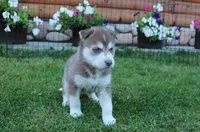 AKC Azur Red Blue Eyes Boy, a male Siberian Husky for sale in Evans, WA – Photo 1 of 10