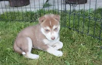 AKC Azur Red Blue Eyes Boy, a male Siberian Husky for sale in Evans, WA – Photo 4 of 10