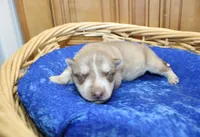 AKC Nill Red and White with Blue Eyes Male, a male Siberian Husky for sale in Evans, WA – 6 of 8