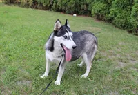 AKC Azura Red Blue Eyes Girl, a female Siberian Husky for sale in Evans, WA – Photo 9 of 10