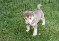 AKC Azura Red Blue Eyes Girl, a female Siberian Husky for sale in Evans, WA – Photo 7 of 10