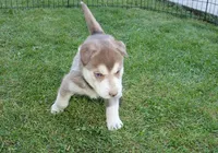 AKC Azura Red Blue Eyes Girl, a female Siberian Husky for sale in Evans, WA – Photo 3 of 10