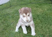 AKC Azura Red Blue Eyes Girl, a female Siberian Husky for sale in Evans, WA – Photo 4 of 10