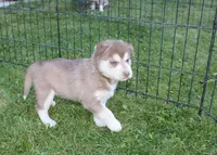 AKC Azura Red Blue Eyes Girl, a female Siberian Husky for sale in Evans, WA – Photo 5 of 10