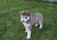AKC Azura Red Blue Eyes Girl, a female Siberian Husky for sale in Evans, WA – Photo 6 of 10