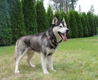 AKC Azura Red Blue Eyes Girl, a female Siberian Husky for sale in Evans, WA – Photo 10 of 10