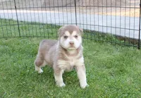 AKC Azura Red Blue Eyes Girl, a female Siberian Husky for sale in Evans, WA – Photo 1 of 10