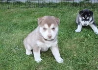 AKC Azura Red Blue Eyes Girl, a female Siberian Husky for sale in Evans, WA – Photo 2 of 10