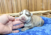 AKC Narik Red and White with Blue Eyes Male, a male Siberian Husky for sale in Evans, WA – 7 of 7
