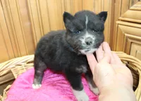 AKC Alesya Female Blue Eyes Husky, a female Siberian Husky for sale in Evans, WA – 5 of 6