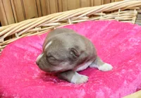 AKC Nana Red female Husky with Blue Eyes, a female Siberian Husky for sale in Evans, WA – 6 of 8
