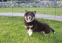 AKC Alesya Female Blue Eyes Husky, a female Siberian Husky for sale in Evans, WA – 5 of 10