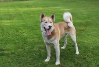AKC Algor - Red Blue Eyes Boy, a male Siberian Husky for sale in Evans, WA – Photo 10 of 10