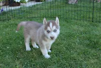 AKC Algor - Red Blue Eyes Boy, a male Siberian Husky for sale in Evans, WA – Photo 2 of 10