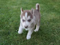 AKC Algor - Red Blue Eyes Boy, a male Siberian Husky for sale in Evans, WA – Photo 5 of 10
