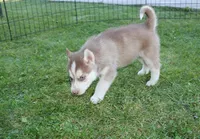 AKC Algor - Red Blue Eyes Boy, a male Siberian Husky for sale in Evans, WA – Photo 8 of 10