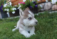 AKC Algor - Red Blue Eyes Boy, a male Siberian Husky for sale in Evans, WA – Photo 4 of 10