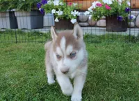 AKC Algor - Red Blue Eyes Boy, a male Siberian Husky for sale in Evans, WA – Photo 3 of 10
