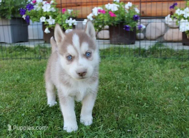 AKC Algor - Red Blue Eyes Boy