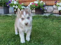 AKC Algor - Red Blue Eyes Boy, a male Siberian Husky for sale in Evans, WA – Photo 1 of 10