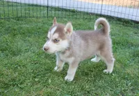 AKC Algor - Red Blue Eyes Boy, a male Siberian Husky for sale in Evans, WA – Photo 6 of 10
