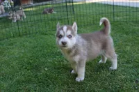 AKC Algor - Red Blue Eyes Boy, a male Siberian Husky for sale in Evans, WA – Photo 7 of 10