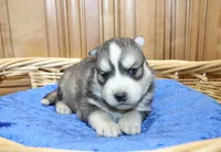 AKC Alik Grey Husky with Blue Eyes, a male Siberian Husky for sale in Evans, WA – 3 of 6