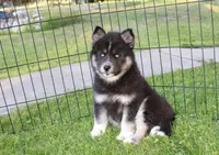 AKC Alesya Female Blue Eyes Husky, a female Siberian Husky for sale in Evans, WA – 8 of 10